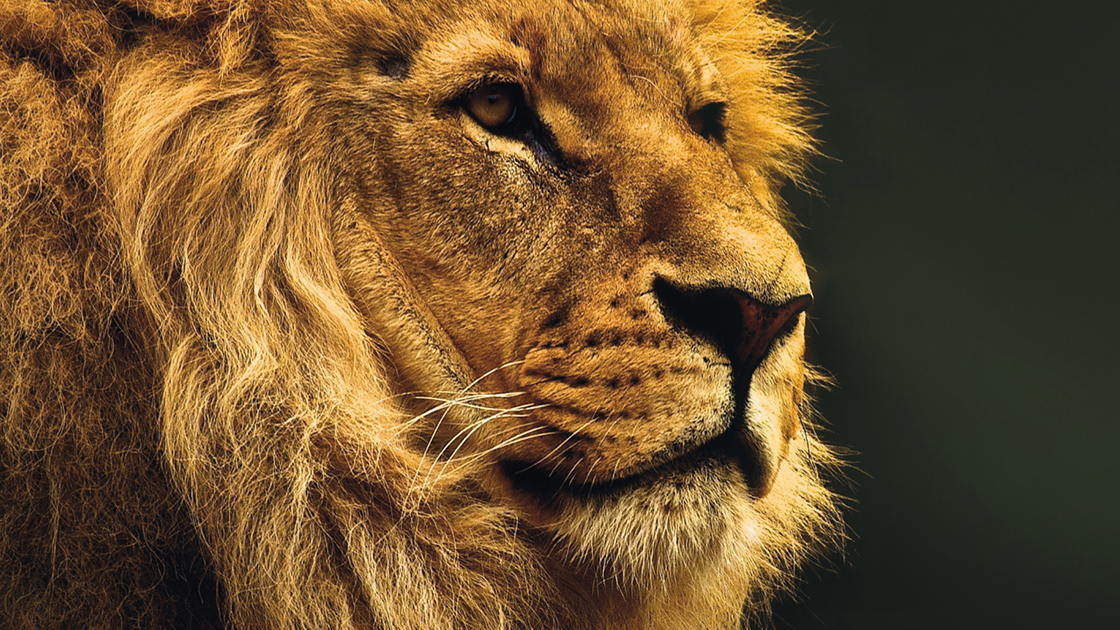 image of lion